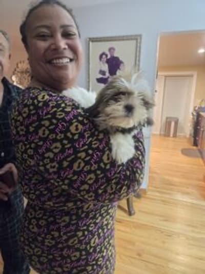 Barney, a Shih Tzu puppy from Pawrade