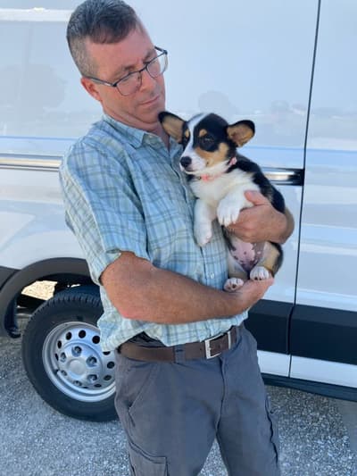 Erica, a Corgi, Pembroke Welsh puppy from Pawrade