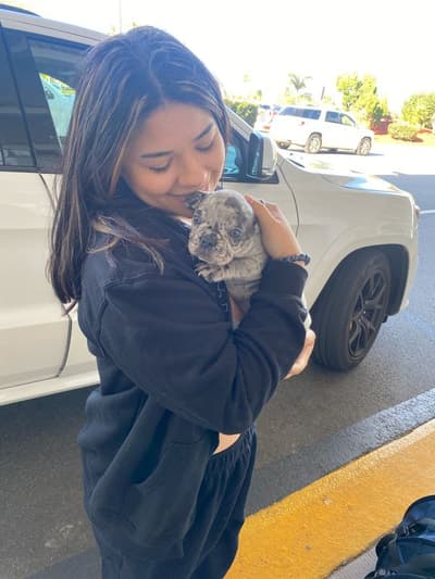 Blessing, a French Bulldog puppy from Pawrade