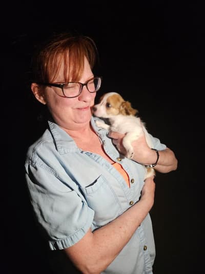 Nora, a Chihuahua puppy from Pawrade