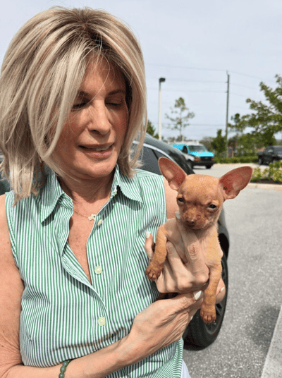 Paisley, a Chihuahua puppy from Pawrade