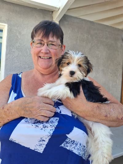 Camri, a Yorkshire Terrier - Yorkie puppy from Pawrade