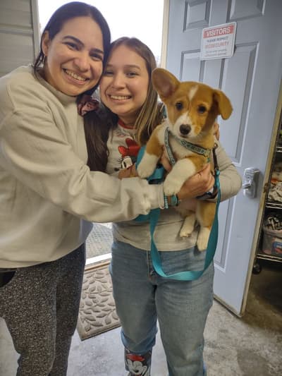Rocco, a Corgi, Pembroke Welsh puppy from Pawrade