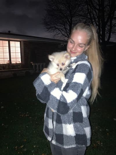 Nick, a Pomeranian puppy from Pawrade