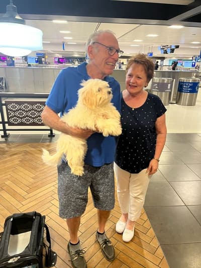 Buddy, a Shichon puppy from Pawrade