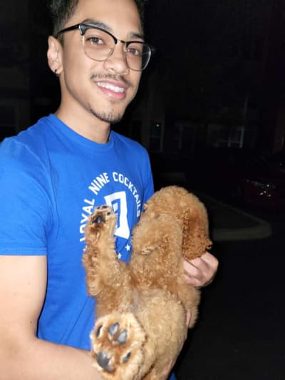 Talia, a Poodle, Standard puppy from Pawrade