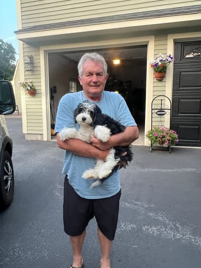 Diana, a Bernedoodle, Mini puppy from Pawrade