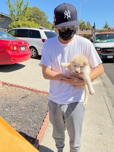 Snow, a Shiba Inu puppy from Pawrade