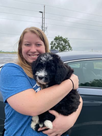 Macy, a Bernedoodle puppy from Pawrade
