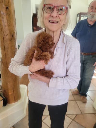 Arrow, a Poodle, Miniature puppy from Pawrade