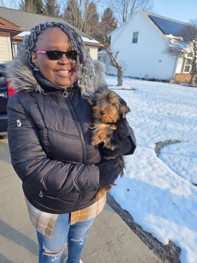 Edgar, a Yorkshire Terrier - Yorkie puppy from Pawrade