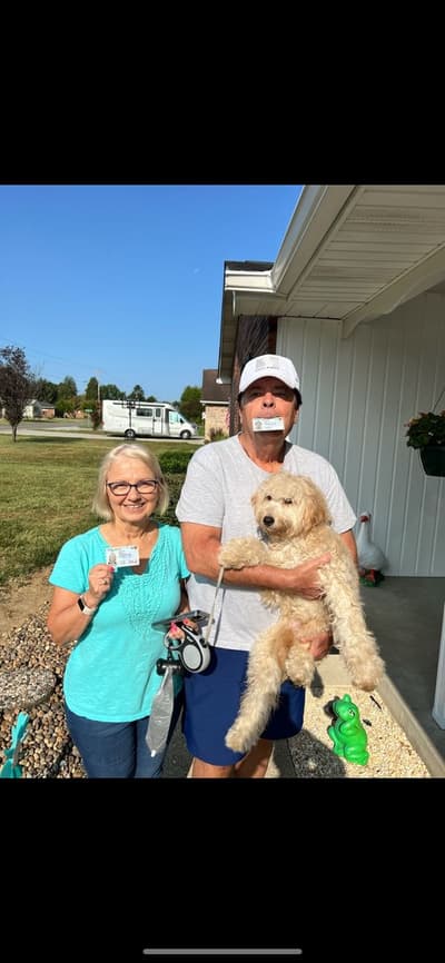 Hermes, a Goldendoodle, Mini puppy from Pawrade