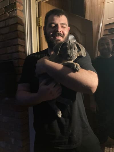 Aletta, a Cane Corso Mastiff puppy from Pawrade