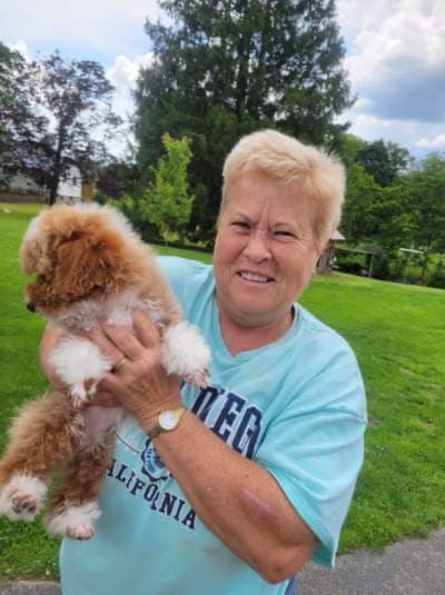 Lavender, a Poodle, Miniature puppy from Pawrade