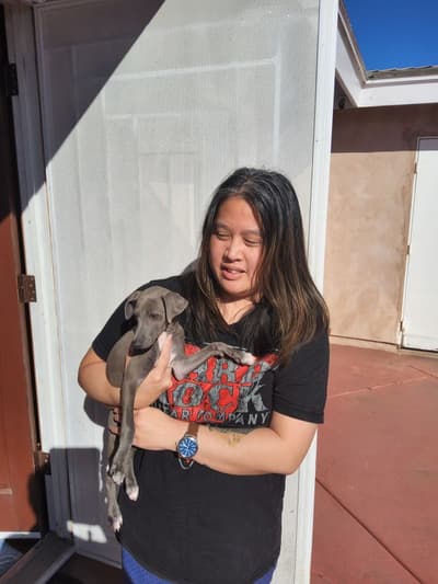 Arnie, a Italian Greyhound puppy from Pawrade