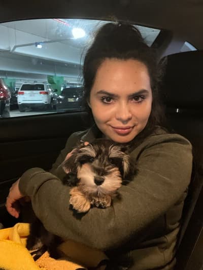 Lex, a Schnauzer, Miniature puppy from Pawrade