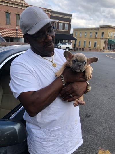 Colt, a French Bulldog puppy from Pawrade