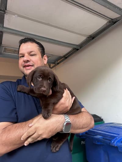 Nichole, a Labrador Retriever puppy from Pawrade