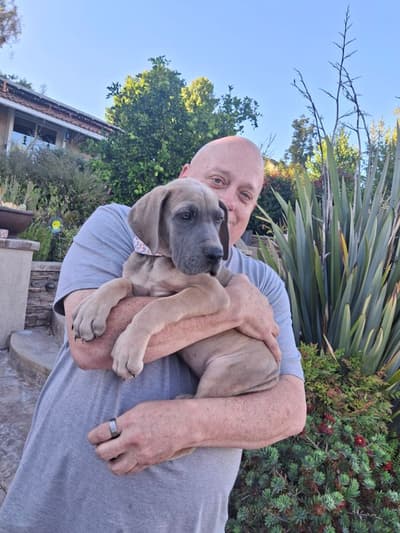 Venus, a Great Dane puppy from Pawrade