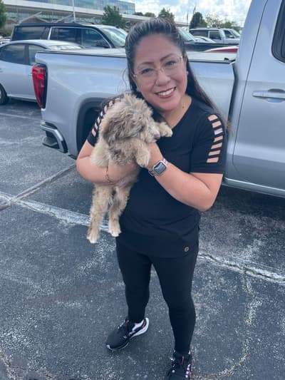 Vito, a Aussiedoodle puppy from Pawrade