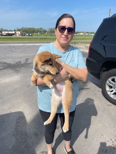 Jenna, a Shiba Inu puppy from Pawrade
