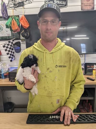 Sky, a Poodle, Toy puppy from Pawrade