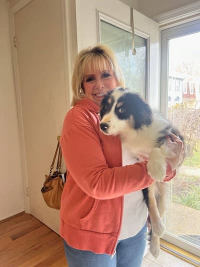 Cookie, a Miniature Australian Shepherd puppy from Pawrade