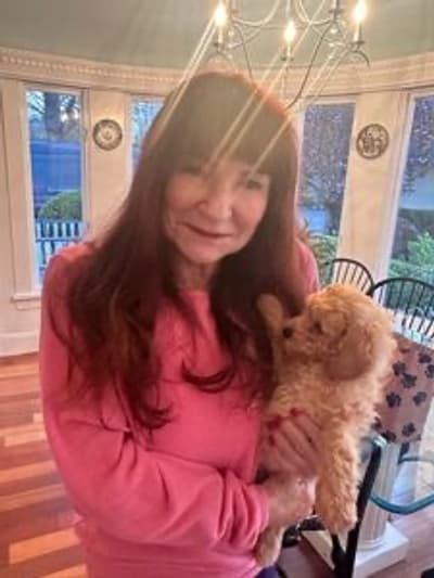 Nikki, a Poodle, Miniature puppy from Pawrade