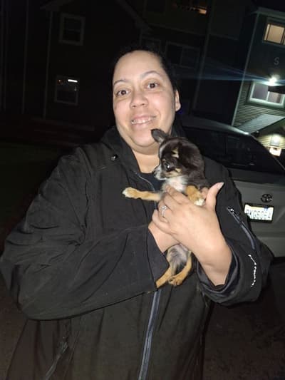 Vinny, a Chihuahua puppy from Pawrade