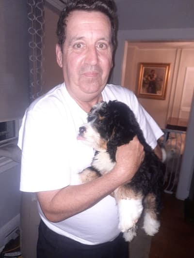 Figaro, a Bernedoodle, Mini puppy from Pawrade