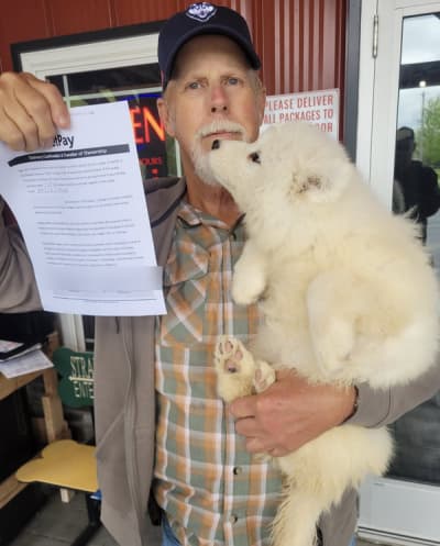 Amelia, a Samoyed puppy from Pawrade