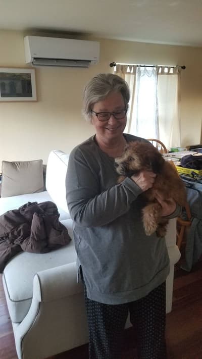 Reba, a Soft Coated Wheaten Terrier puppy from Pawrade