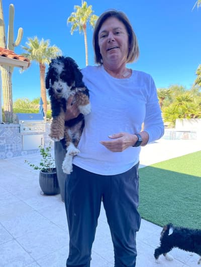 Elmer, a Bernedoodle, Mini puppy from Pawrade