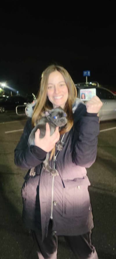 Oliver, a French Bulldog puppy from Pawrade