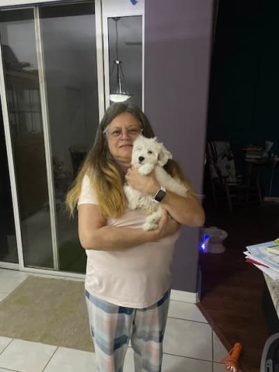 Domingo, a Coton De Tulear puppy from Pawrade