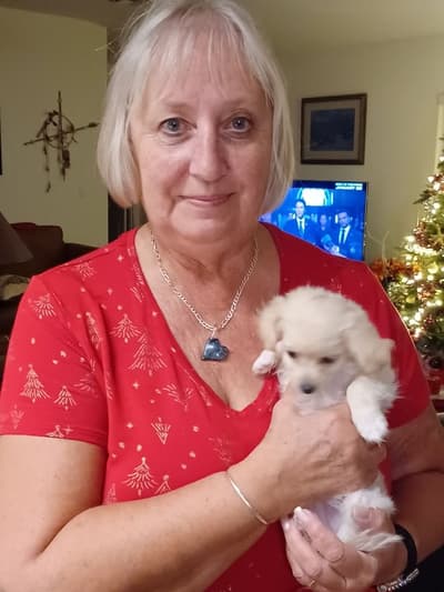 Duchess, a Morkie / Yorktese puppy from Pawrade