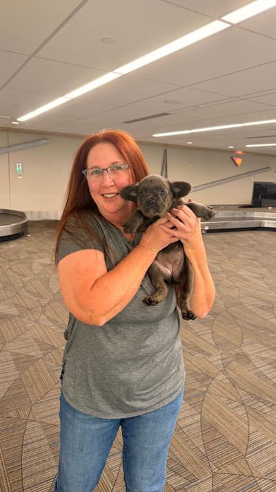 Delaney, a French Bulldog puppy from Pawrade