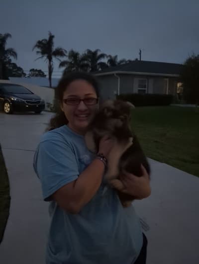 Willow, a German Shepherd puppy from Pawrade