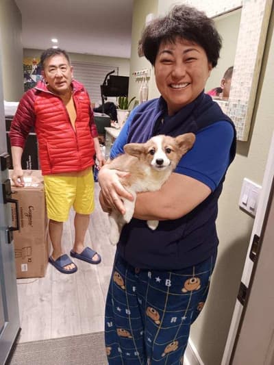 Destiny, a Corgi, Pembroke Welsh puppy from Pawrade