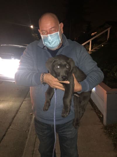 Saul, a Labrador Retriever puppy from Pawrade