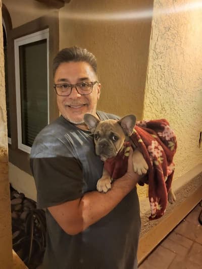 Alexander, a French Bulldog puppy from Pawrade
