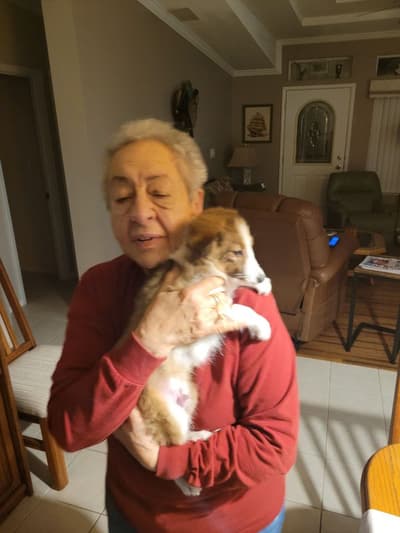 Isaac, a Shetland Sheepdog - Sheltie puppy from Pawrade