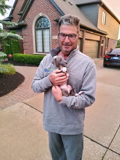 Marco, a Italian Greyhound puppy from Pawrade