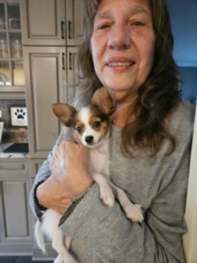 Logan, a Papillon puppy from Pawrade