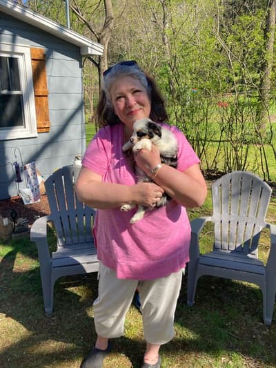 Dylan, a Miniature Australian Shepherd puppy from Pawrade