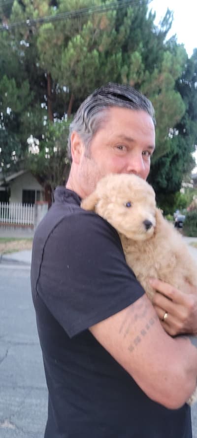 Winslow, a Goldendoodle, Mini puppy from Pawrade