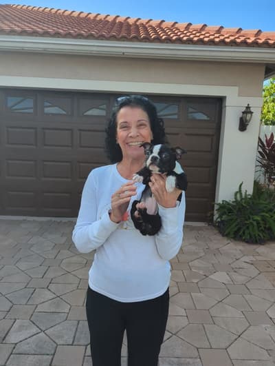 Clara, a Boston Terrier puppy from Pawrade