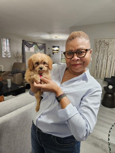 Razor, a Cavapoo puppy from Pawrade