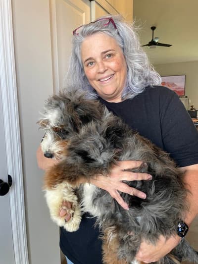 Athena, a Bernedoodle, Mini puppy from Pawrade