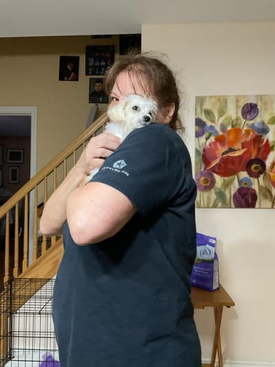 Lizzy, a Shih-Poo - Shihpoo puppy from Pawrade